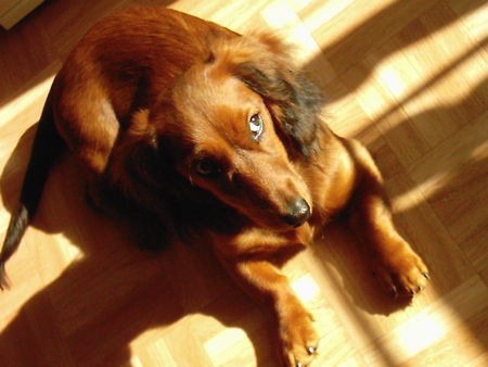Deutsch Langhaar Hunde Foto 31519 in höherer Auflösung ansehen Deutsch Langhaar ist es niht schön in der sonne