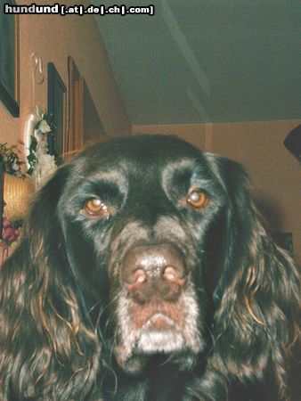 Deutsch Langhaar Hunde Foto 10518 Deutsch Langhaar Jerry von der Hülsebusch