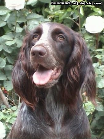 Deutsch Langhaar Unter den Linden vom Hundegelaüt, 14 Monaten (Franckreich)