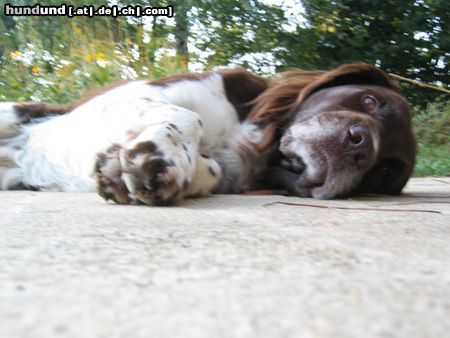 Deutsch Langhaar Sommer 2003: Hundstage für Oskar