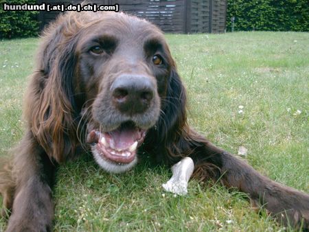 Deutsch Langhaar Hunde Foto 23888 in höherer Auflösung ansehen Deutsch Langhaar