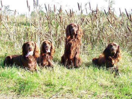 Deutsch Langhaar Hunde Foto 29692 Deutsch Langhaar