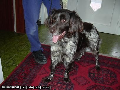 Deutsch Langhaar Hunde Foto 2939 Deutsch Langhaar Das ist Bine