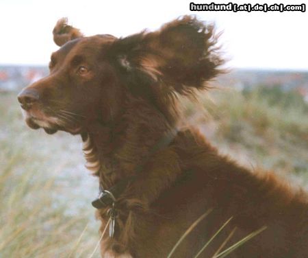 Deutsch Langhaar Hunde Foto 8067 Deutsch Langhaar Benny auf den Dünen...
