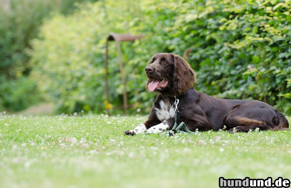 Deutsch Langhaar Hunde Foto 47093 Deutsch Langhaar Deutsch Langhaar Junghund