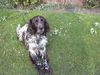 Deutsch Langhaar Foto: Das ist Bine (ID 2937) Deutsch Langhaar Hund