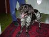 Deutsch Langhaar Foto: Das ist Bine (ID 2939) Deutsch Langhaar Hund