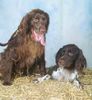 Deutsch Langhaar Foto: Axel und Floyd (ID 4030) Deutsch Langhaar Hund