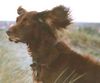Deutsch Langhaar Foto: Benny auf den Dünen... (ID 8067) Deutsch Langhaar Hund