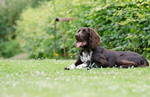 Deutsch Langhaar Foto: Deutsch Langhaar Junghund (ID 47093) Deutsch Langhaar Hund