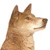 Dingo, Australischer Dingo, Maliki, Warrigal, Noggum, Mirigung, Boolomo