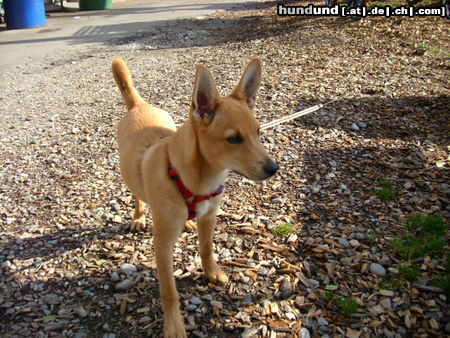 Dingo Das ist unsere Dingo - Spitz Hündin Debby