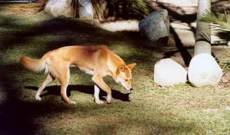 Dingo dingo im schattenspiel