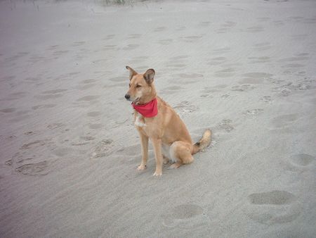 Dingo Unsere Ginger ein Dingo-Husky 