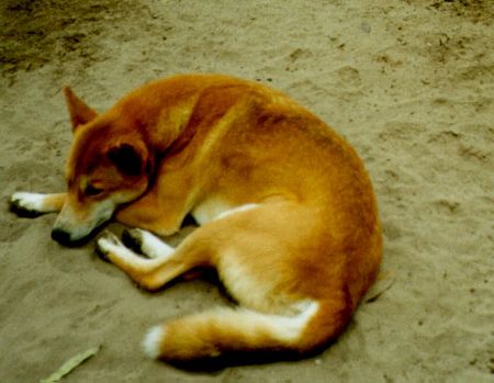 Dingo dingo hält mittagsschläfchen