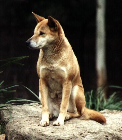 Dingo dingo auf fels