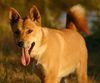 Dingo Foto: Dingo - Dan (ID 23363) Dingo Hund