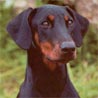 Dobermann, Dobermann-Pinscher (veraltet)