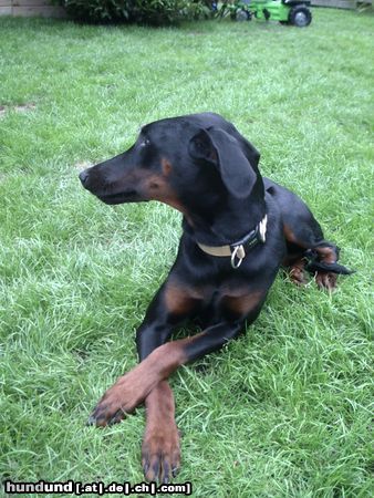 Dobermann Hunde Foto 8397 Dobermann