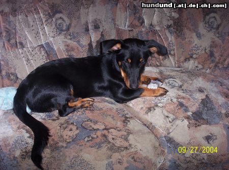 Dobermann Hunde Foto 17811 in höherer Auflösung ansehen Dobermann Mini-Dobi *gg*,mix aus Dackel und Dobermann.
