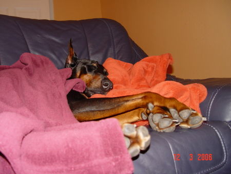 Dobermann Hunde Foto 30424 Dobermann mir geht´s gut ....