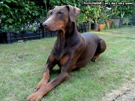 Dobermann Hunde Foto 11969 Dobermann Katze???!!!
