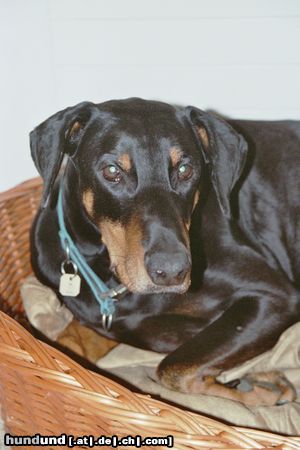Dobermann Hunde Foto 25147 in höherer Auflösung ansehen Dobermann Üse Senior Namens