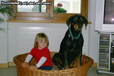 Dobermann Hunde Foto 22014 in höherer Auflösung ansehen Dobermann Mozart und Sinah im Bettli