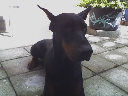 Dobermann Hunde Foto 32637 in höherer Auflösung ansehen Dobermann Apollo