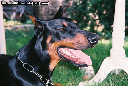Dobermann Hunde Foto 6583 Dobermann Aaron von Vasoldsberg