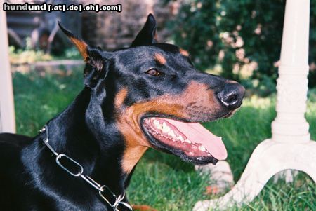 Dobermann Aaron von Vasoldsberg