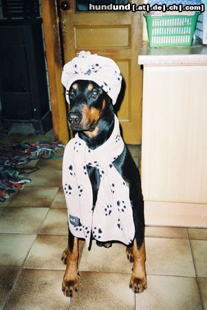 Dobermann Hunde Foto 8996 Dobermann Aaron in Winterbekleidung