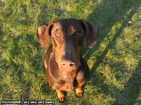 Dobermann Hunde Foto 10537 Dobermann Bist Du groooooooooooooß