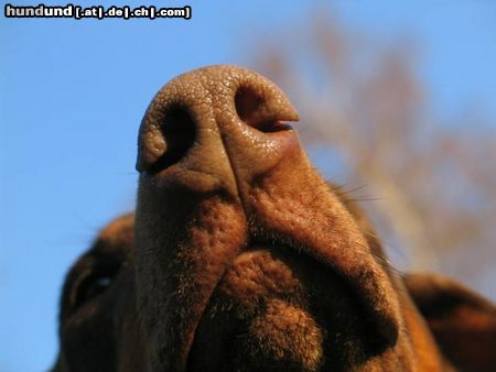 Dobermann Hunde Foto 10538 Dobermann Tairis Schnauze