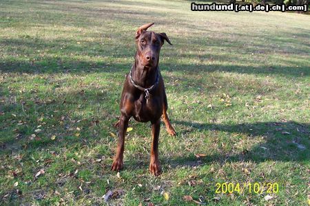 Dobermann Hunde Foto 16355 in höherer Auflösung ansehen Dobermann