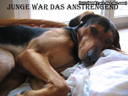 Dobermann Hunde Foto 8485 Dobermann Ich bin aber nur ein Dobermanpinscher