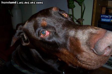 Dobermann Hunde Foto 16356 in höherer Auflösung ansehen Dobermann