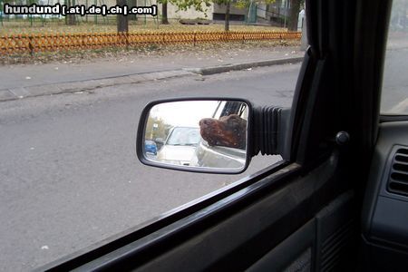 Dobermann Hunde Foto 16357 in höherer Auflösung ansehen Dobermann