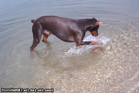 Dobermann Hunde Foto 16358 in höherer Auflösung ansehen Dobermann