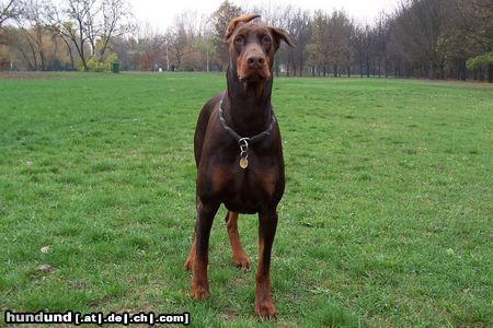 Dobermann Hunde Foto 16354 in höherer Auflösung ansehen Dobermann