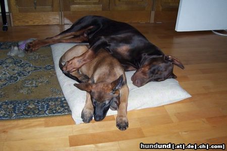 Dobermann Hunde Foto 23464 in höherer Auflösung ansehen Dobermann Armi és Mira