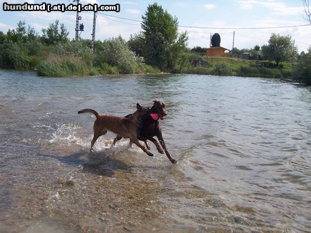 Dobermann Hunde Foto 23467 in höherer Auflösung ansehen Dobermann Armi und Mira