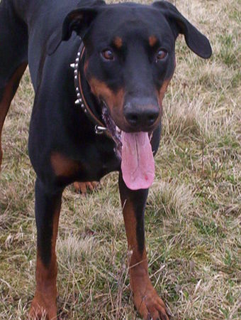 Dobermann Hunde Foto 31163 in höherer Auflösung ansehen Dobermann Billy