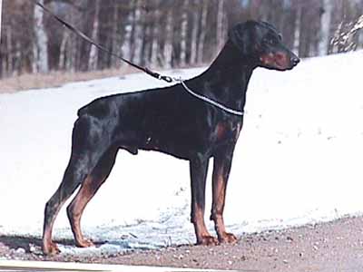 Dobermann Hunde Foto 316 Dobermann