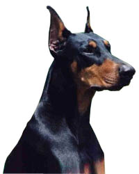 Dobermann Hunde Foto 317 Dobermann