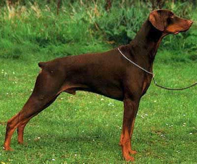 Dobermann Hunde Foto 318 Dobermann