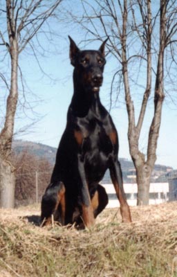 Dobermann Hunde Foto 319 Dobermann