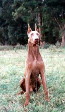 Dobermann Hunde Foto 320 Dobermann