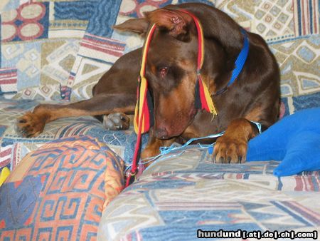 Dobermann Hunde Foto 9530 Dobermann oups, was ist denn das?