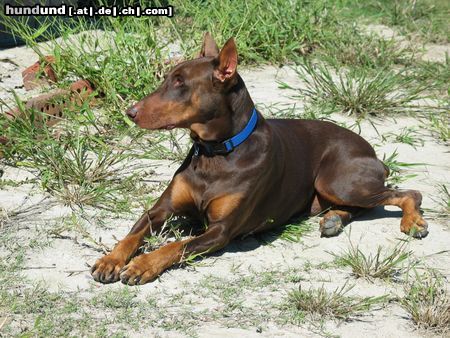 Dobermann Hunde Foto 9533 Dobermann unser Whiskey